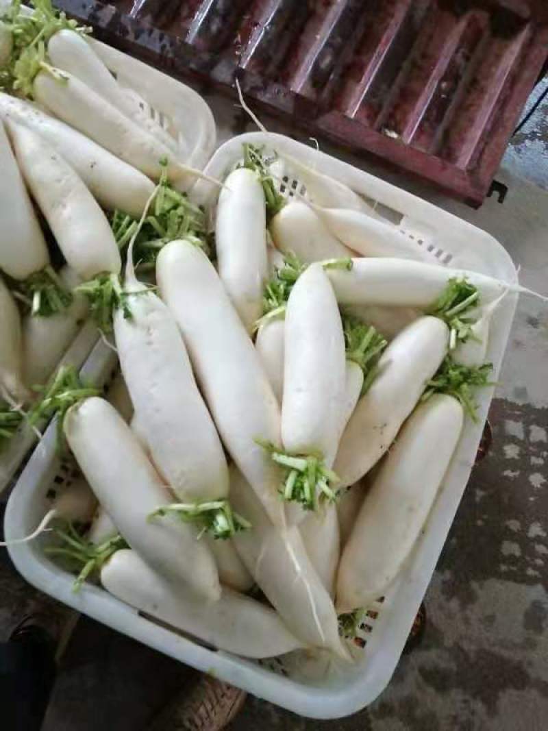 正品萝卜保质保量量大优惠欢迎电话咨询