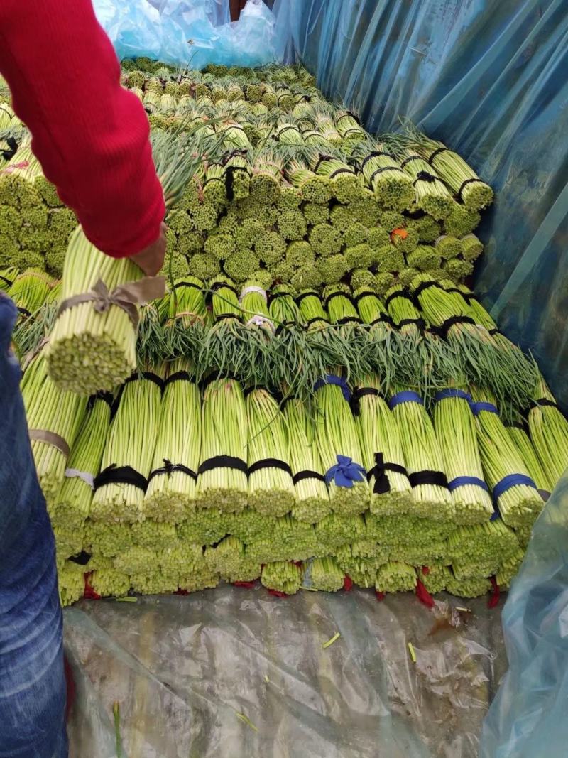 正宗蒜薹一手货源下单秒发