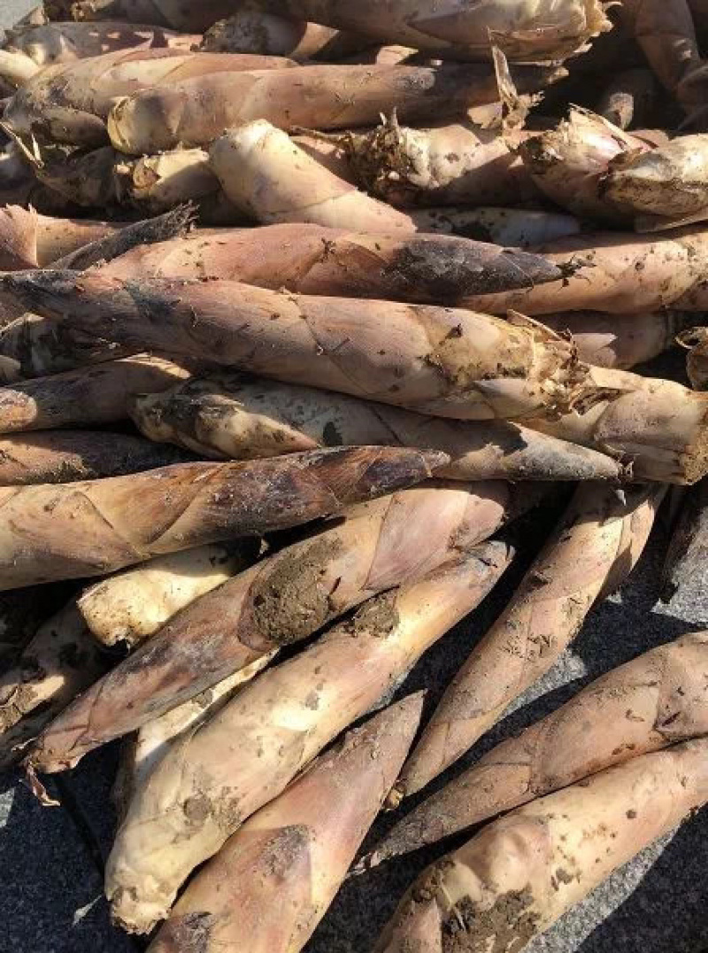 天然新鲜竹笋支持拿样量大优惠