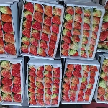 精品草莓诚信经营