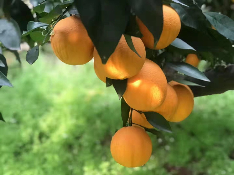 长期供应橙子营养多汁量大从优