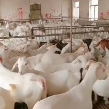 一手货源活羊保质保量随时可聊