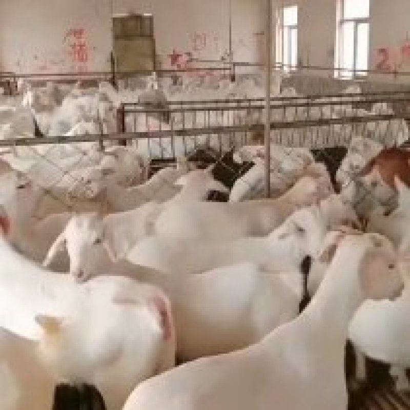 一手货源活羊保质保量随时可聊