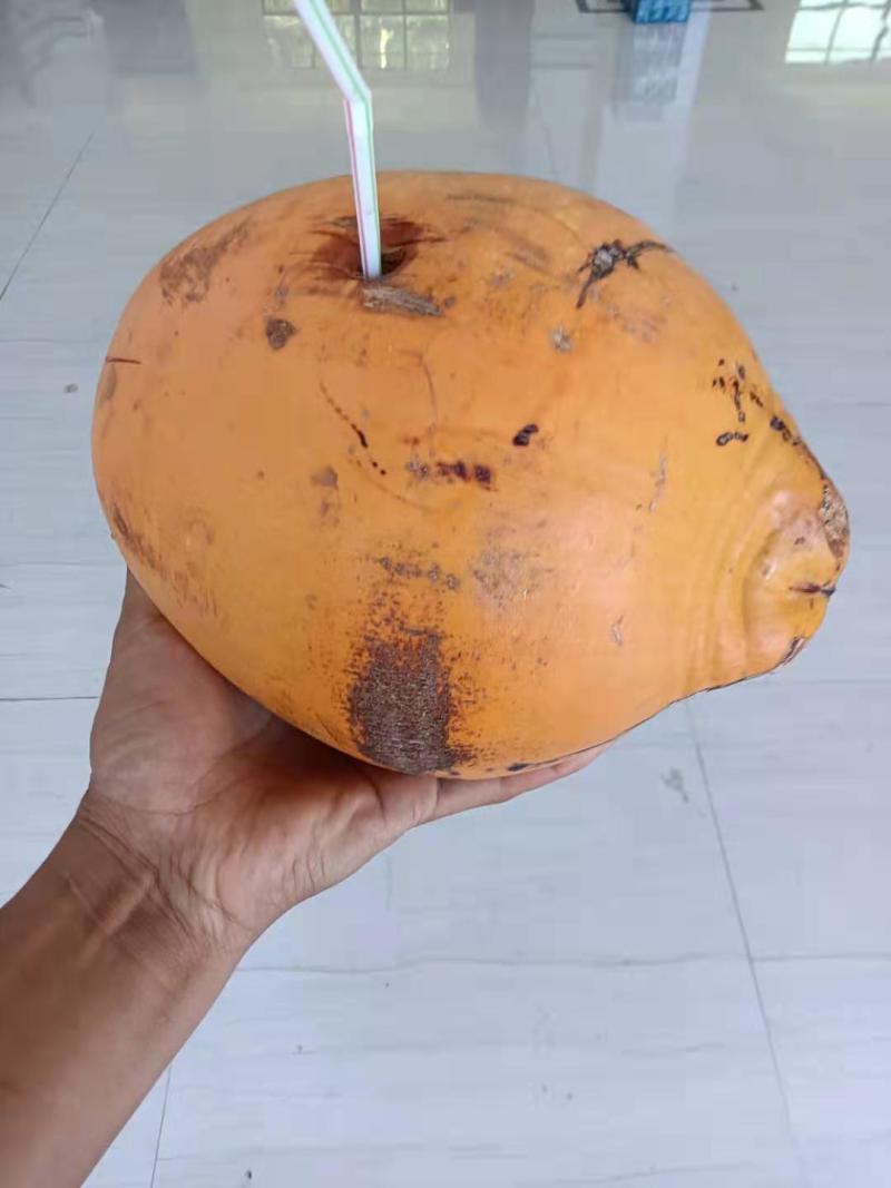 应季椰子长期供货价格美丽