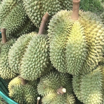营养多汁榴莲全国供应