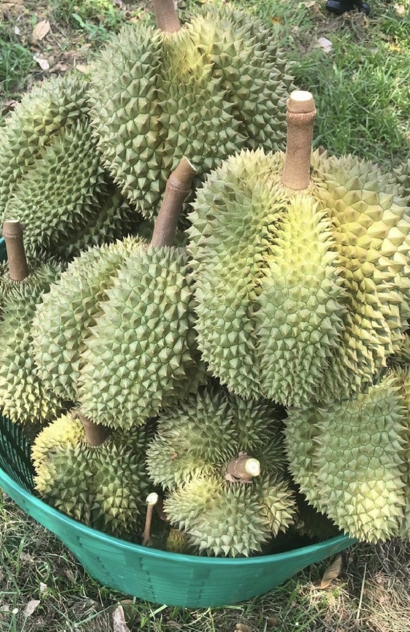 营养多汁榴莲全国供应
