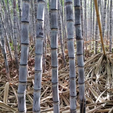甘蔗规格齐全量大从优下单秒发