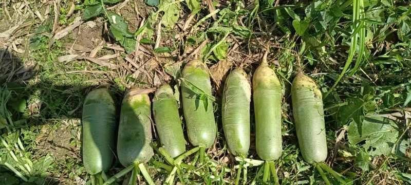 ***萝卜电商供货价格实惠