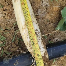 无添加萝卜随时有货全网低价