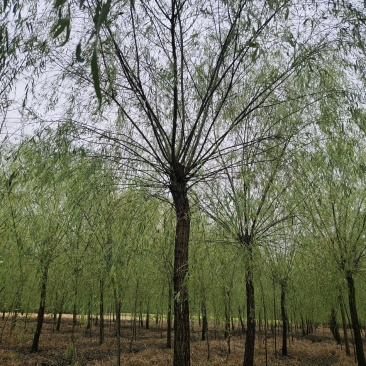 根粗苗壮柳树苗基地直销包运输