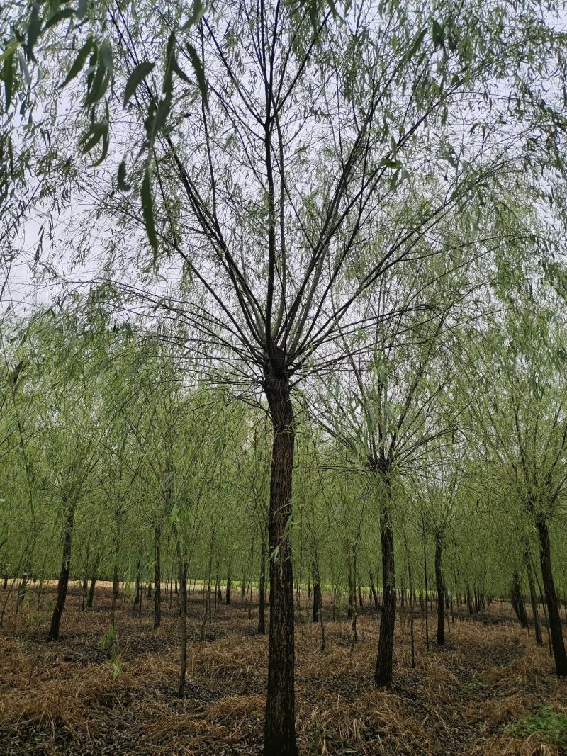 根粗苗壮柳树苗基地直销包运输