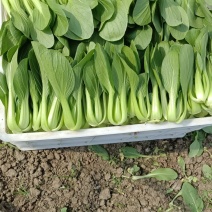 规格齐全油菜一手货源全网低价