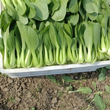 规格齐全油菜一手货源全网低价