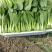 规格齐全油菜一手货源全网低价