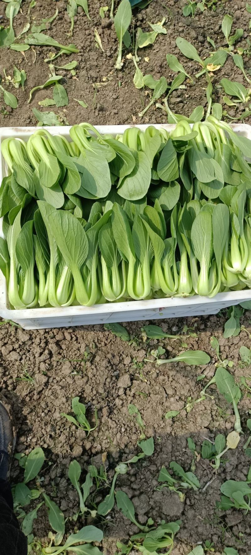 规格齐全油菜一手货源全网低价
