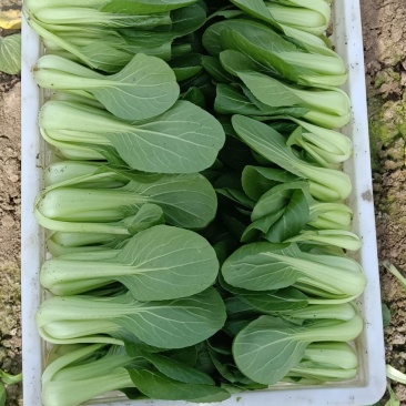 正宗油菜，全网***产地直发