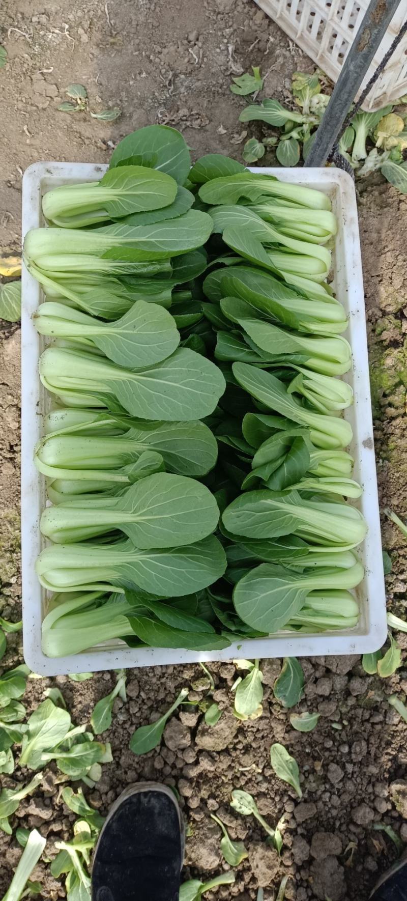 正宗油菜，全网***产地直发