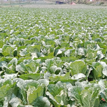 天然新鲜白菜电商供货诚信经营