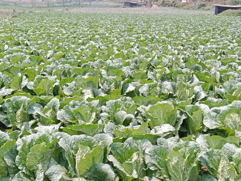 天然新鲜白菜电商供货诚信经营
