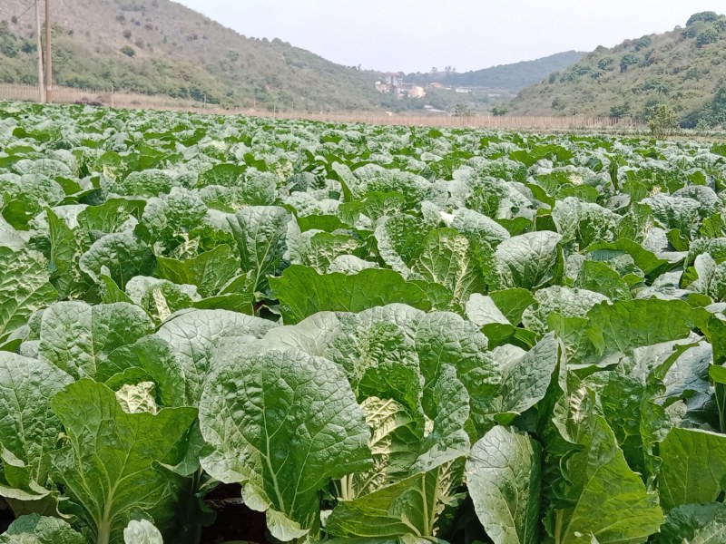 正宗白菜产地直发天然新鲜