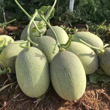 保质保量哈密瓜欢迎购买