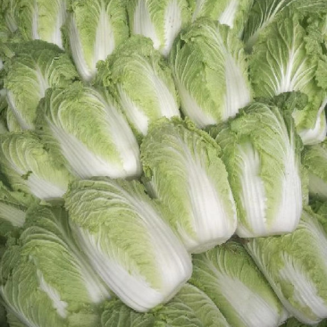 应季白菜长期有货正品保障