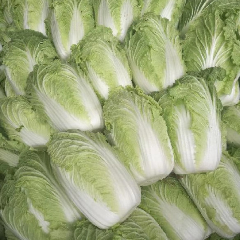 应季白菜长期有货正品保障