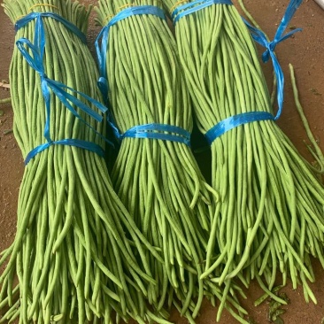 正宗全国直发天然新鲜豆角