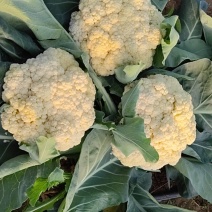 营养多汁菜花电商供货正品保障
