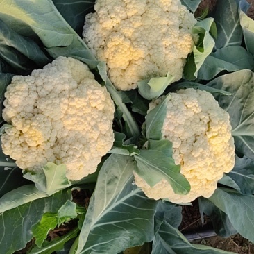 营养多汁菜花电商供货正品保障