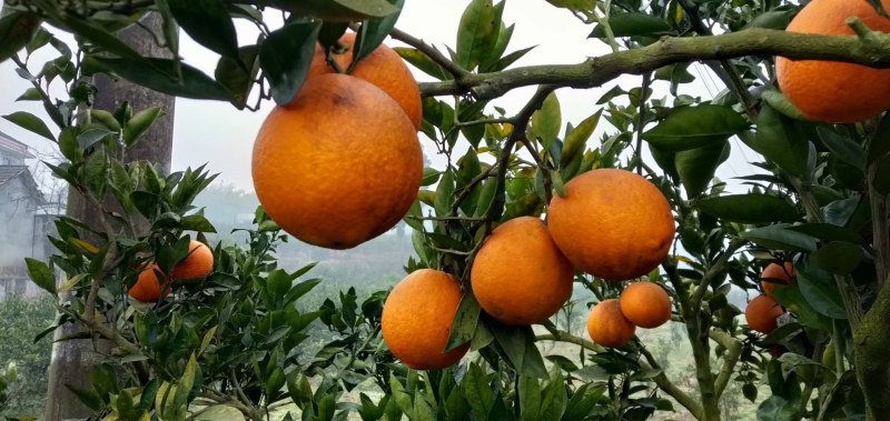 正品保障橙子欢迎联系