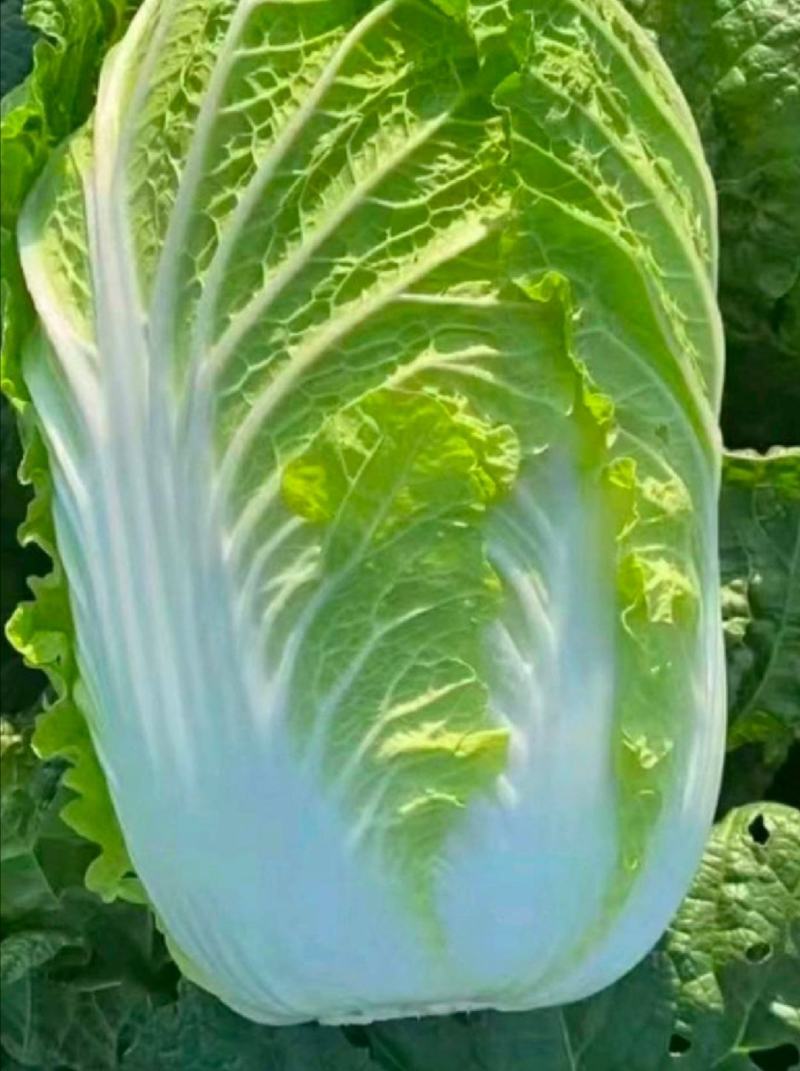 天然新鲜白菜一件代发量大优惠