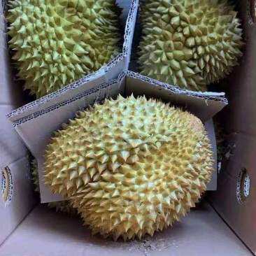 榴莲长期供应价格美丽