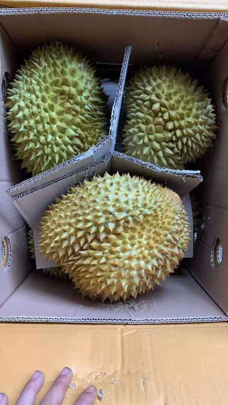 榴莲长期供应价格美丽
