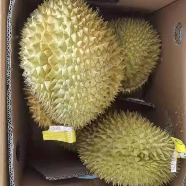 自家基地榴莲量大优惠