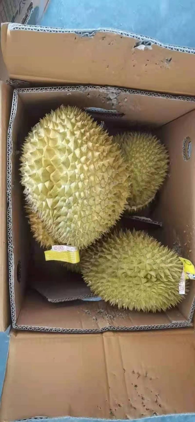 自家基地榴莲量大优惠