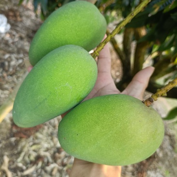 芒果规格齐全全网低价