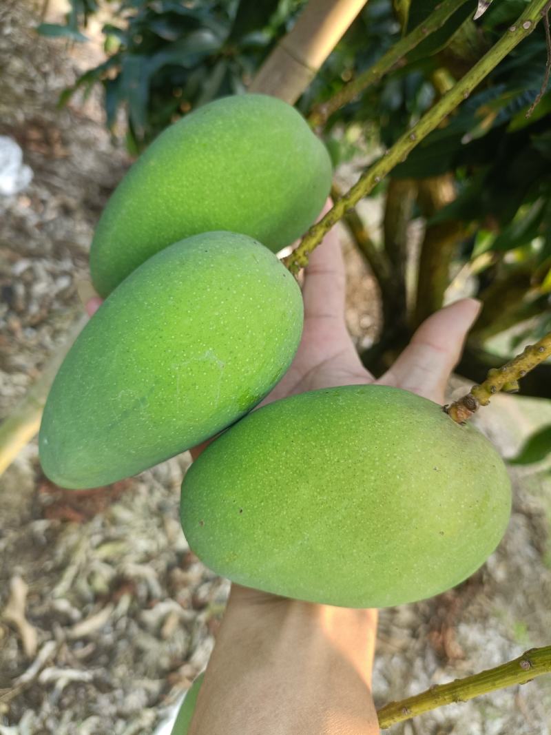 芒果规格齐全全网低价