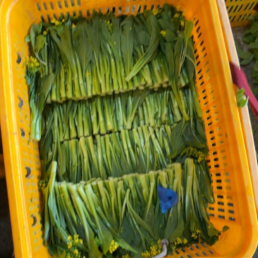 精品菜苔长期有货正品保障