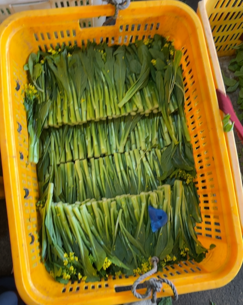 精品菜苔长期有货正品保障