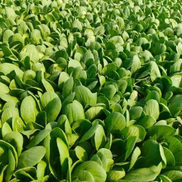 应季油菜全国供应现货秒发