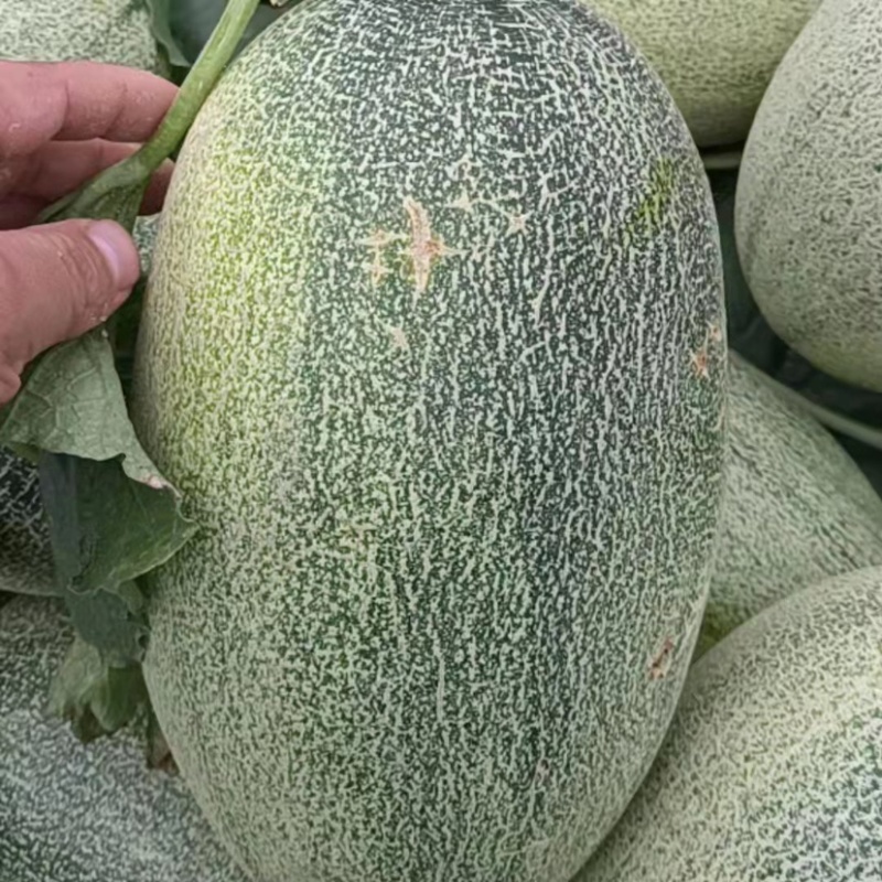 自家工厂哈密瓜现货秒发