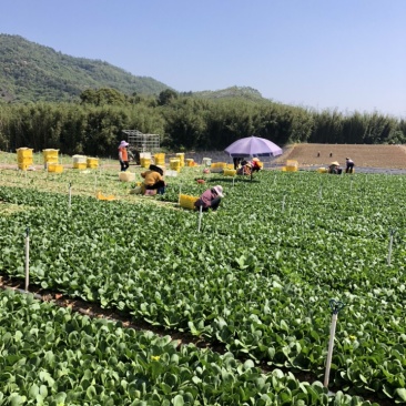 正品白菜长期有货诚信经营