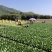 正品白菜长期有货诚信经营