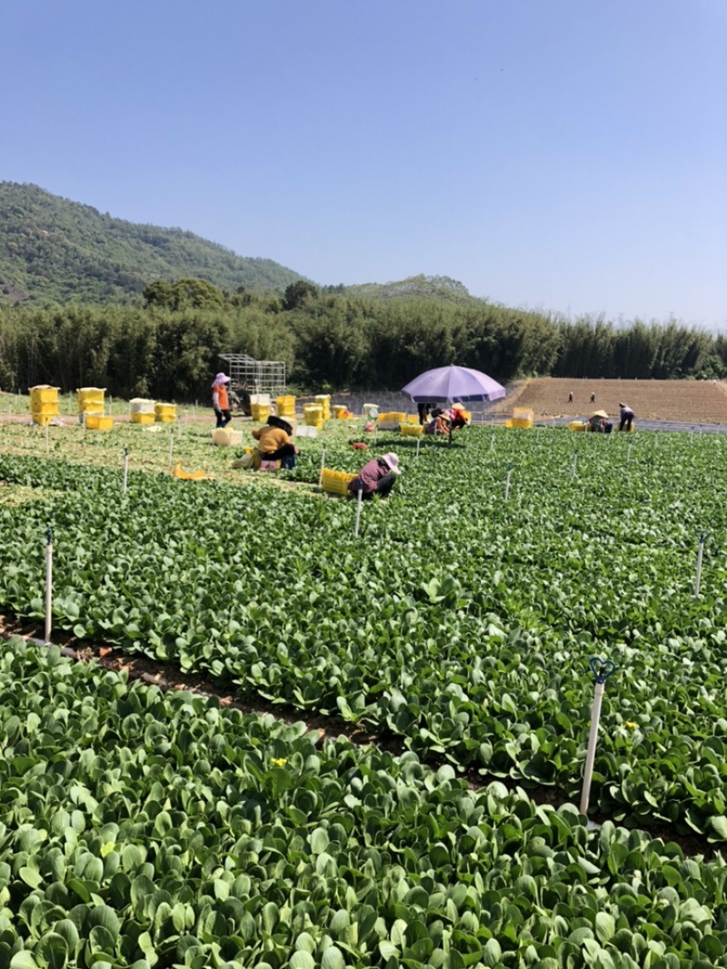 正品白菜长期有货诚信经营