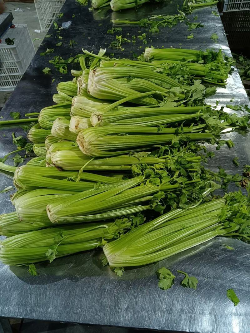 正宗芹菜现货秒发下单秒发