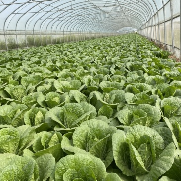 原产地娃娃菜规格齐全量大优惠