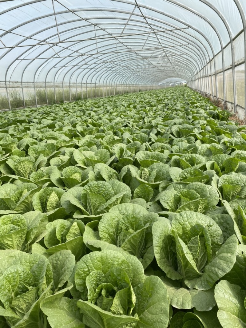 原产地娃娃菜规格齐全量大优惠