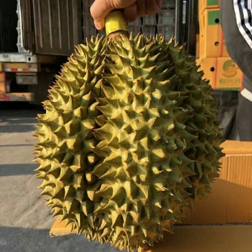 榴莲应季长期供货全国供应