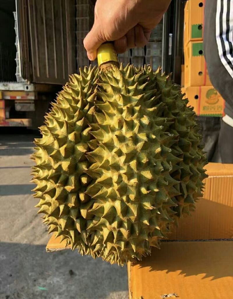 榴莲应季长期供货全国供应
